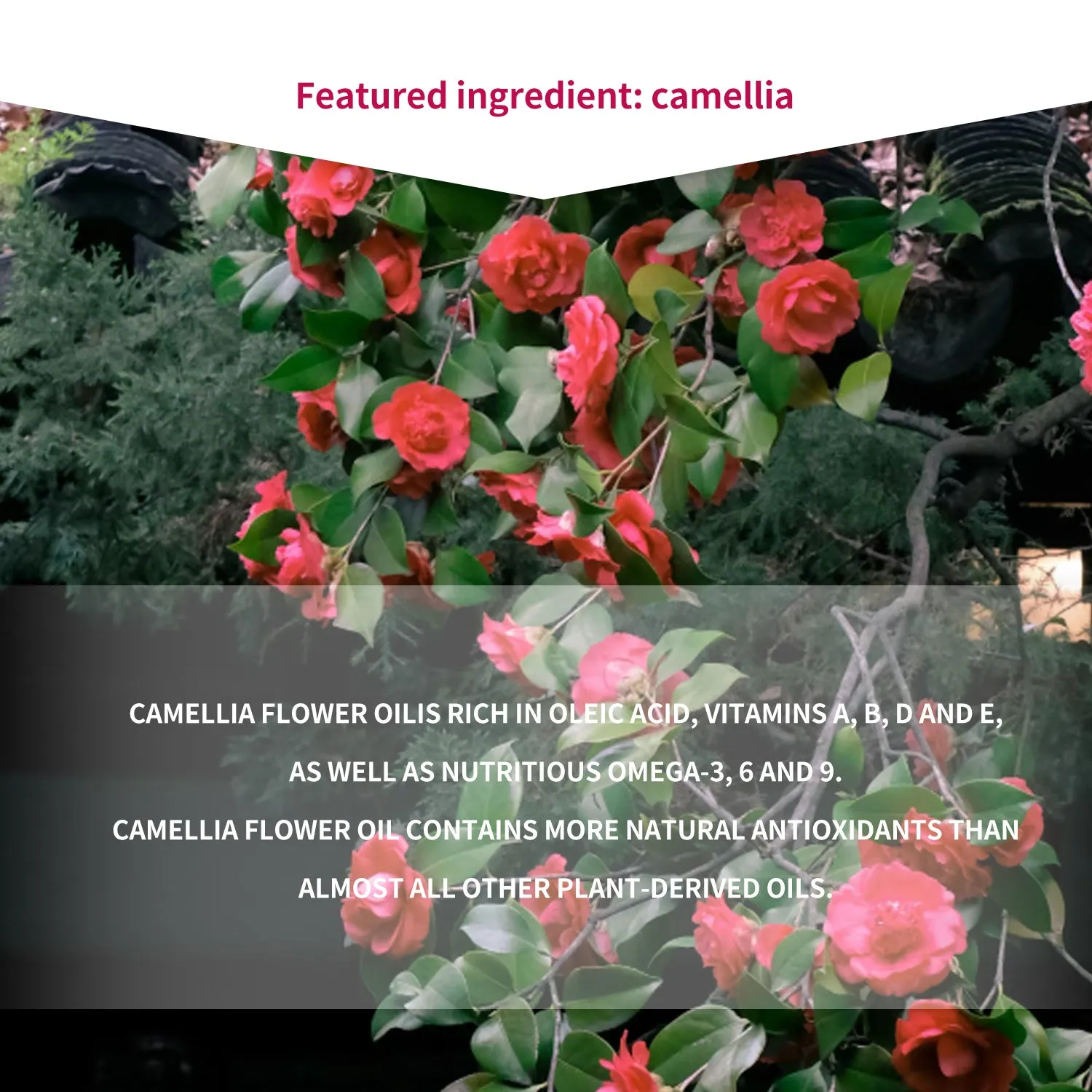Mitomo TX Camellia JPSS00612-D-0 masque visage hydratant